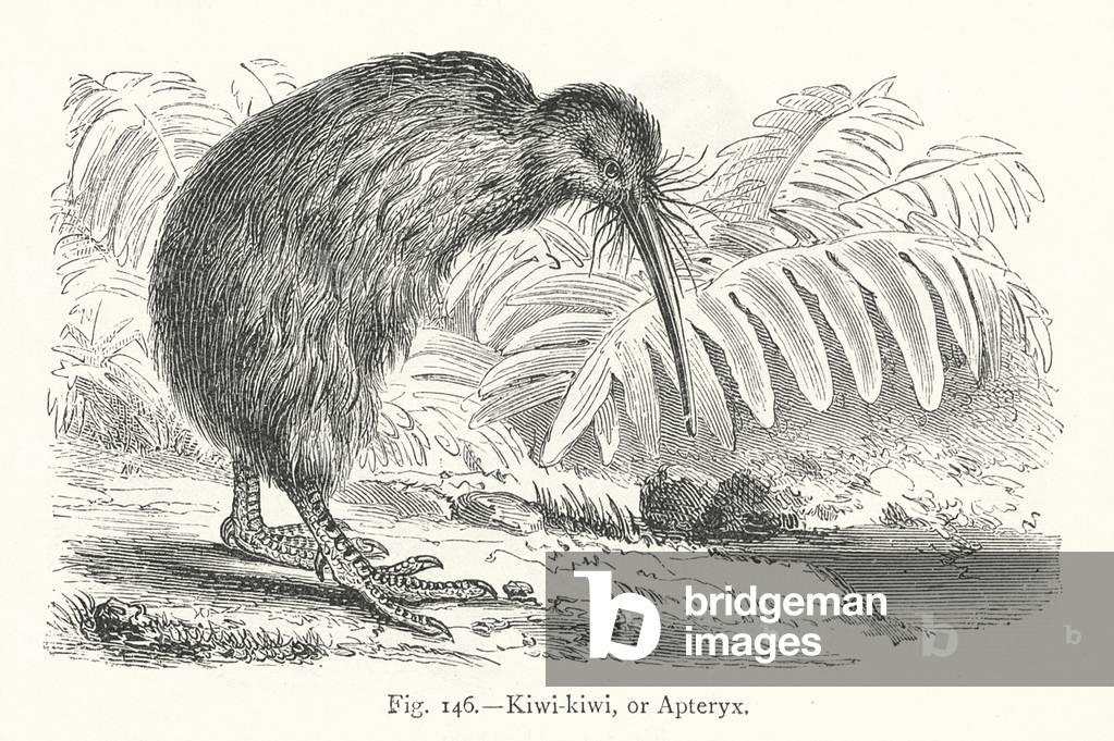 "Kiwi-kiwi o Apteryx (incisione)" 1900 di European School