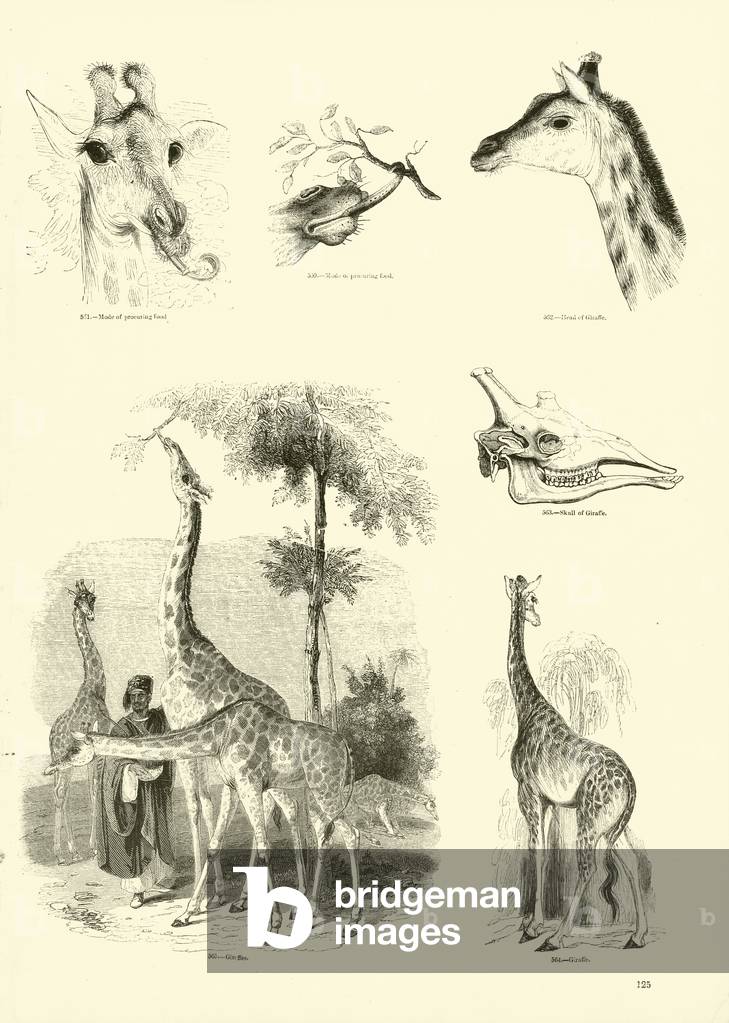 Page from The Pictorial Museum of Animated Nature (engraving) by English Artist, b/w