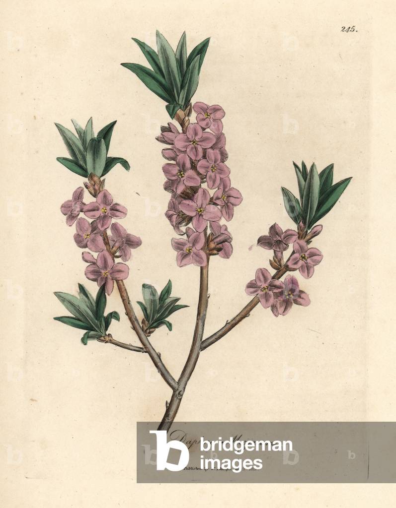 Pink-florered mezereon, Daphne mezereum, da una illustrazione botanica di James Sowerby da William Woodville e