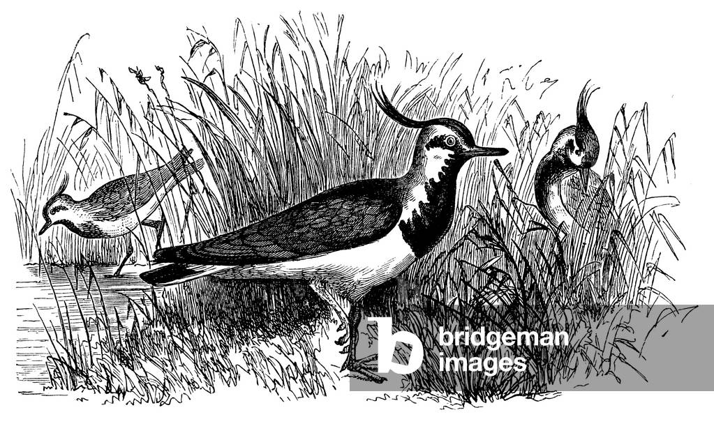 Lapwing