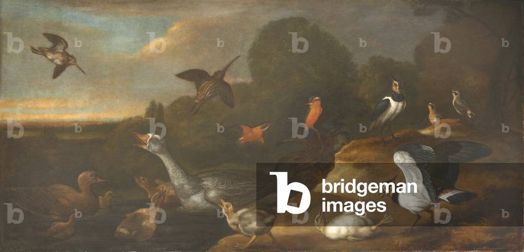Immagine di Dipinto "Un Oca con Goslings" di Francis Barlow