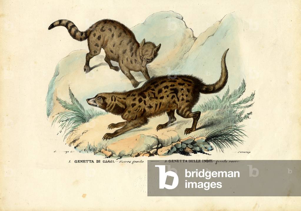 Bild von Druck "Genet", 1863-79 von Raimundo Petraroja
