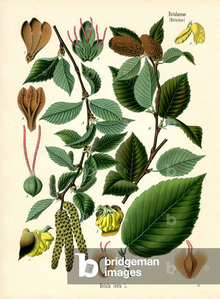Süße Birke (Farbe Litho)