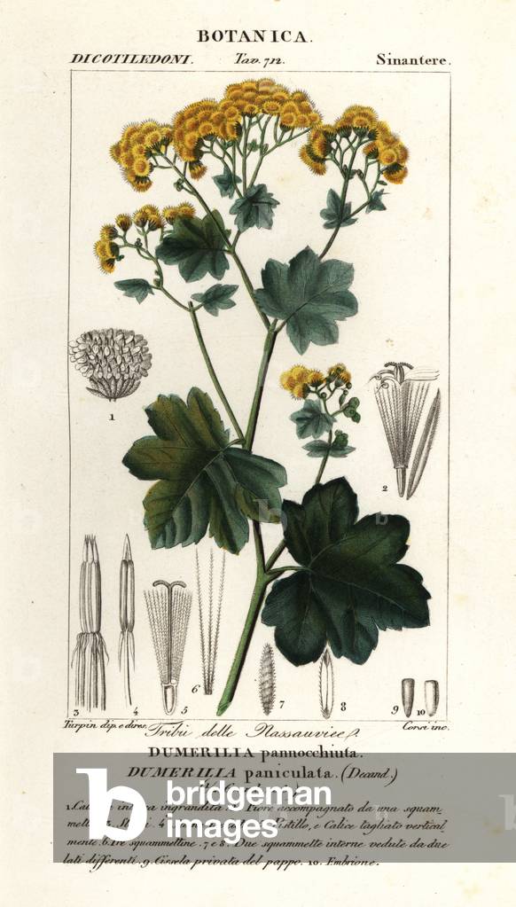 Jungia paniculata