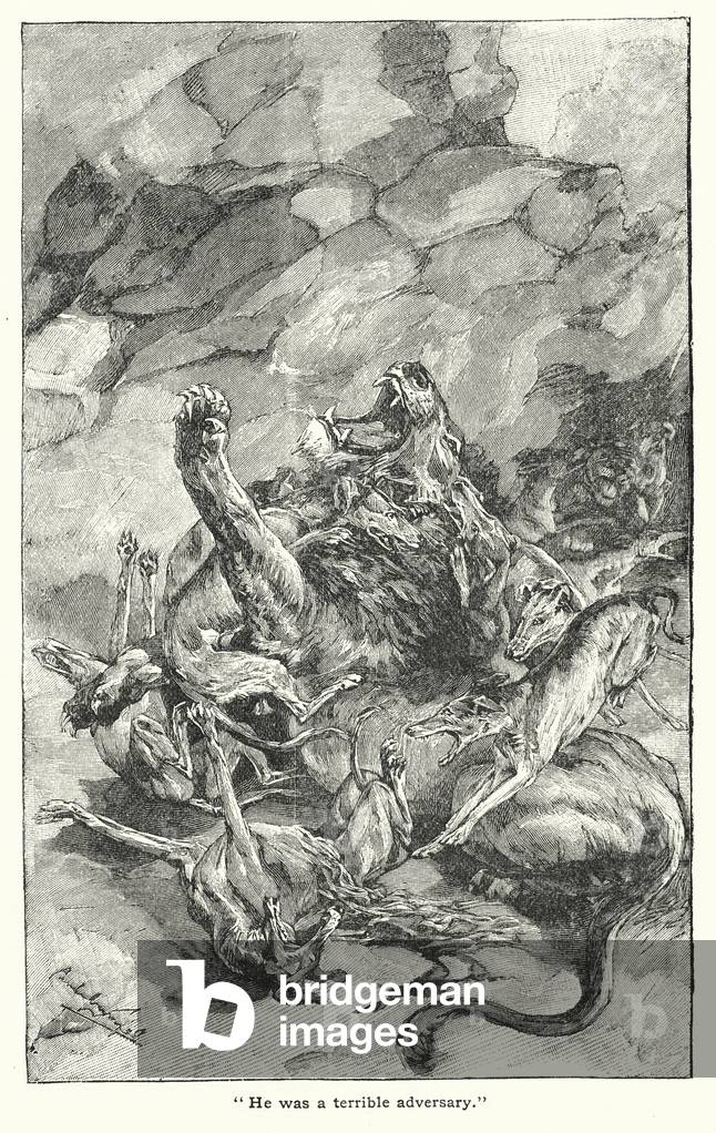 Lion tué par des chiens (litho)