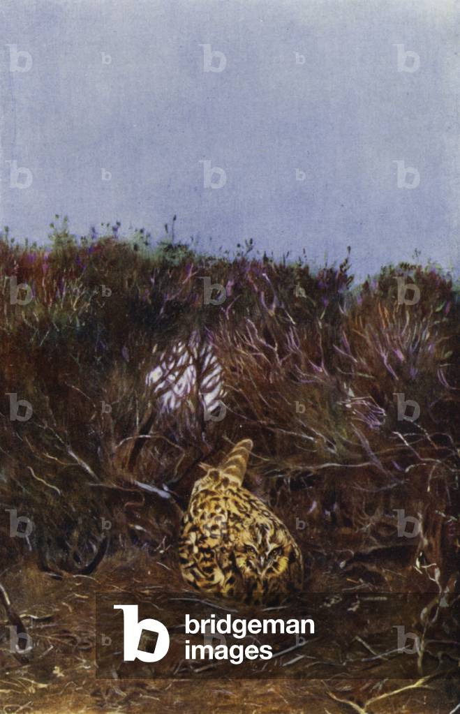 Bild von Fotografie "Die Kurzohreule (Foto)" von Richard Kearton