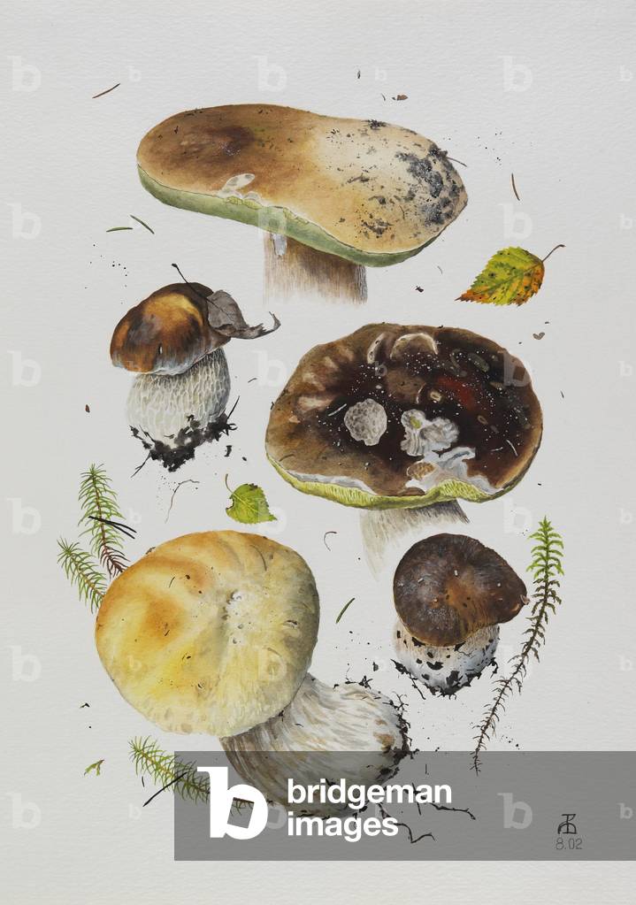 Image of Drawing depicting Boletus edulis, 2002 by Alexander Viazmensky