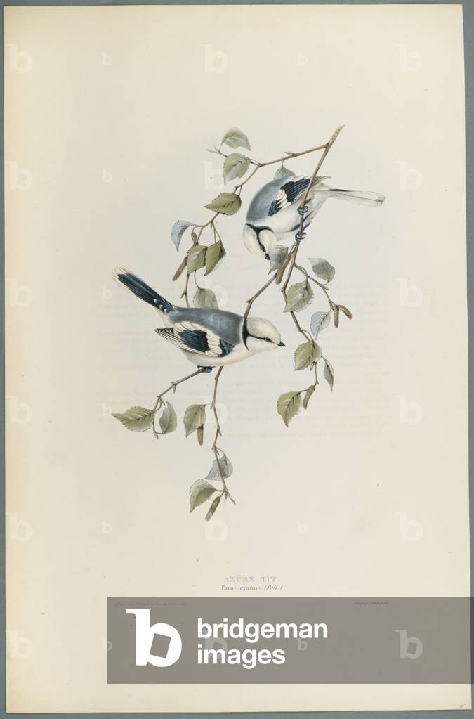 Immagine di Stampa "Parus Canus: Cinciolo Azzurro (colore lito su carta tessuta)" di John Gould