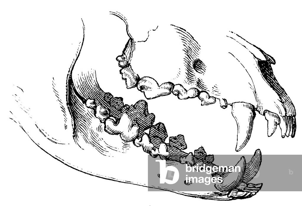 Wolf teeth