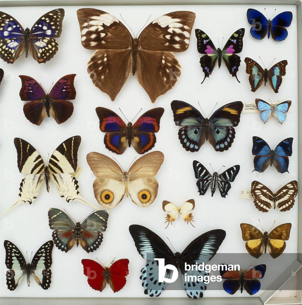"Esemplari entomologici di Lepidotteri"