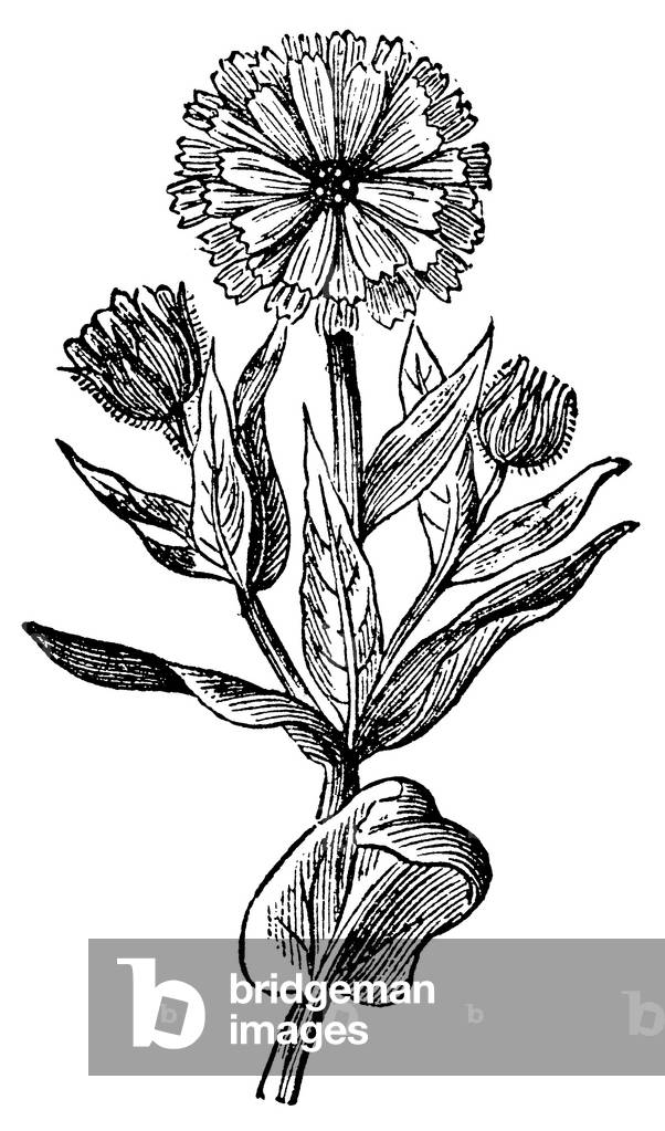 Bild von Gravur "Chicory", b/w