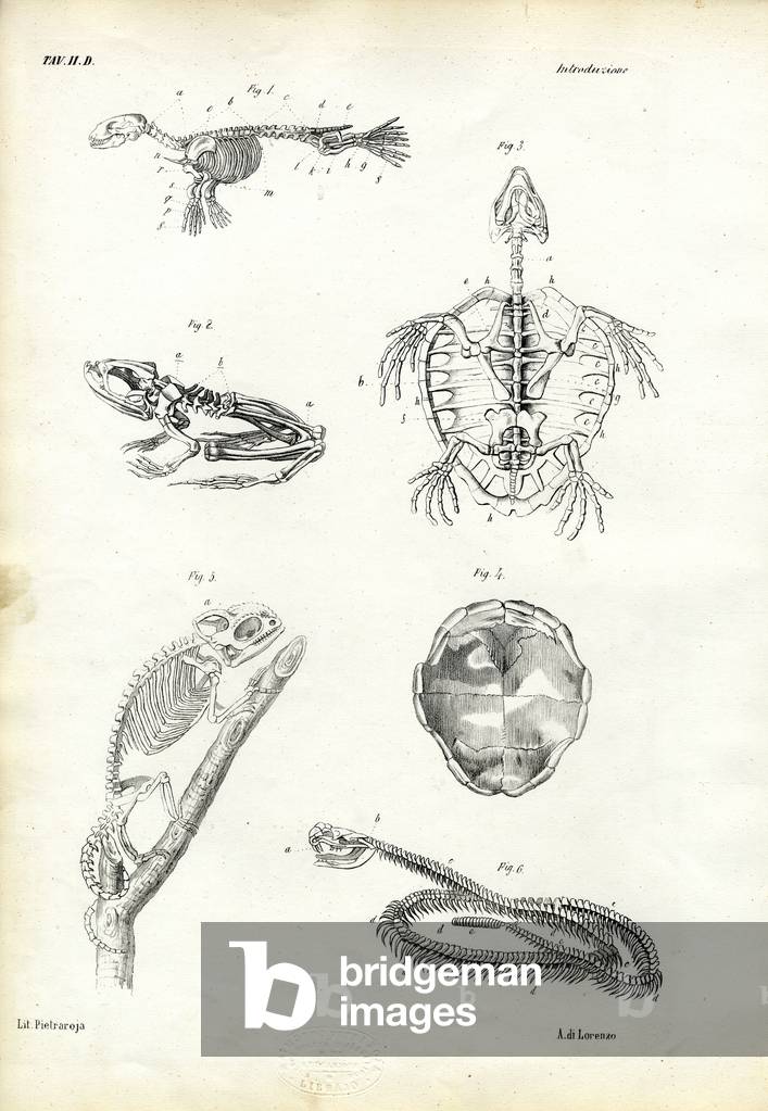 Bild von Druck "Schildkröte", 1863-79 von Raimundo Petraroja