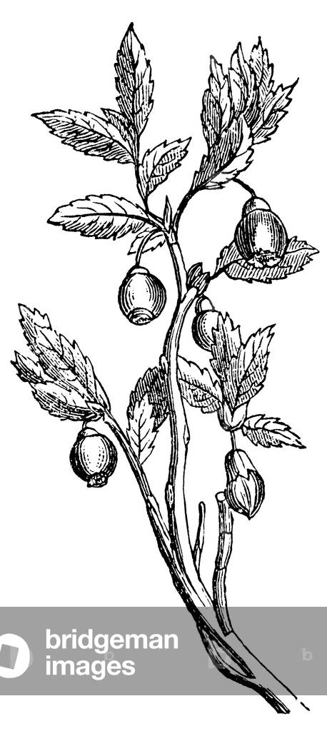 Bild von Gravur "Blaubeere", b/w