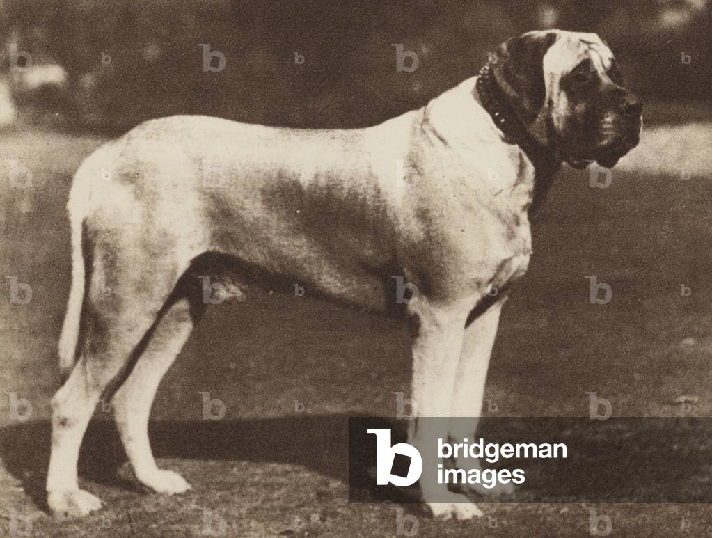 Image de Photographie représentant Chiens : Le Mastiff (photo n/b) 1931 par English Photographer