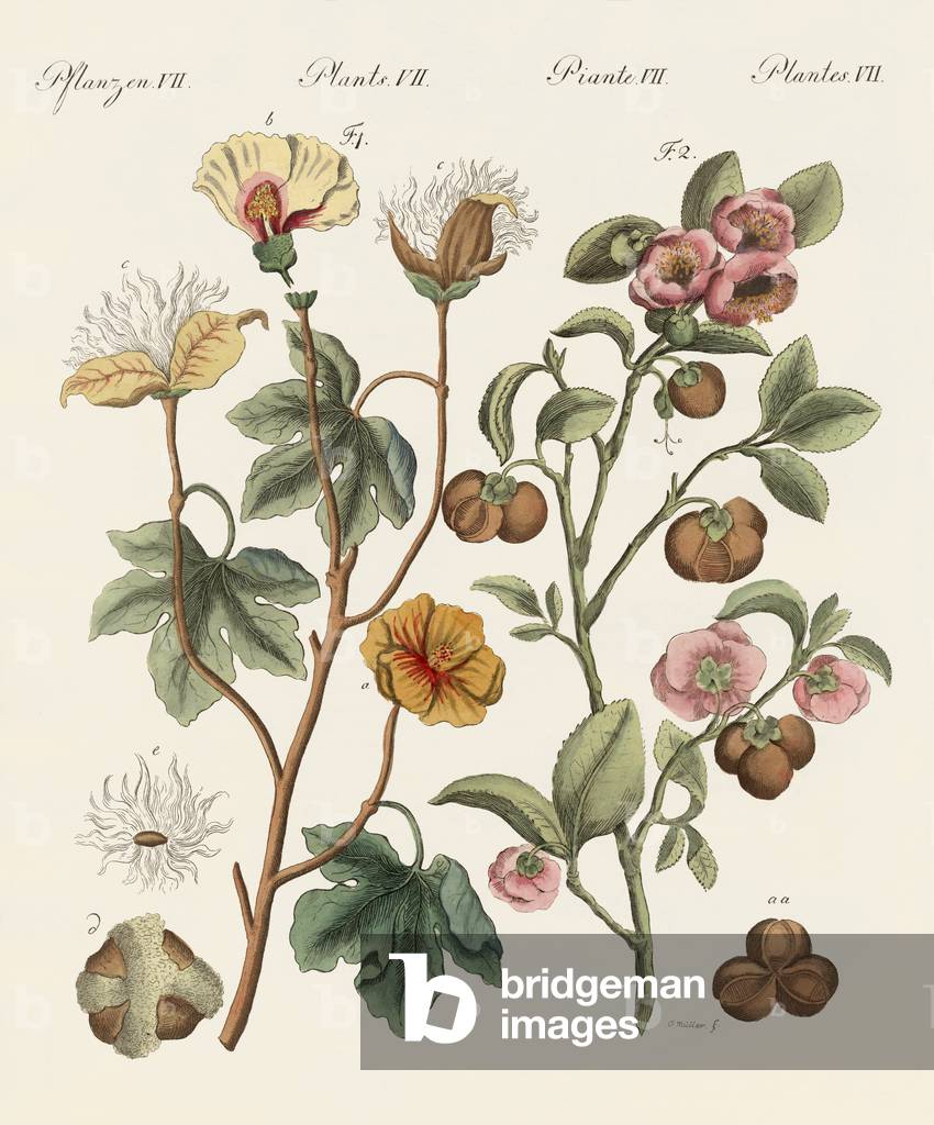 Pflanzen aus heissen Ländern (farbige Gravur)