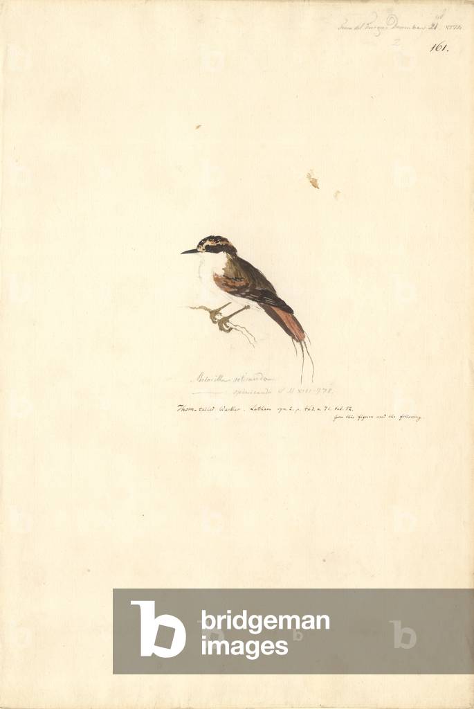 Bild von Zeichnung "Aphrastura spinicauda" von Georg Forster, b/w