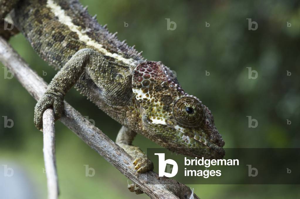 Chameleon (Foto)