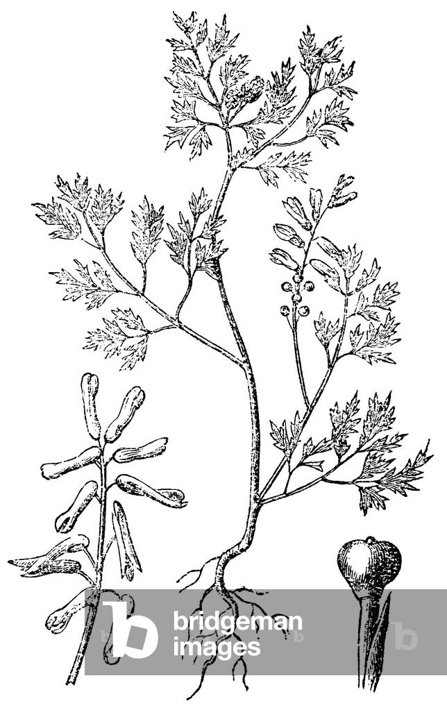 Image of Engraving depicting Fumitory, b/w