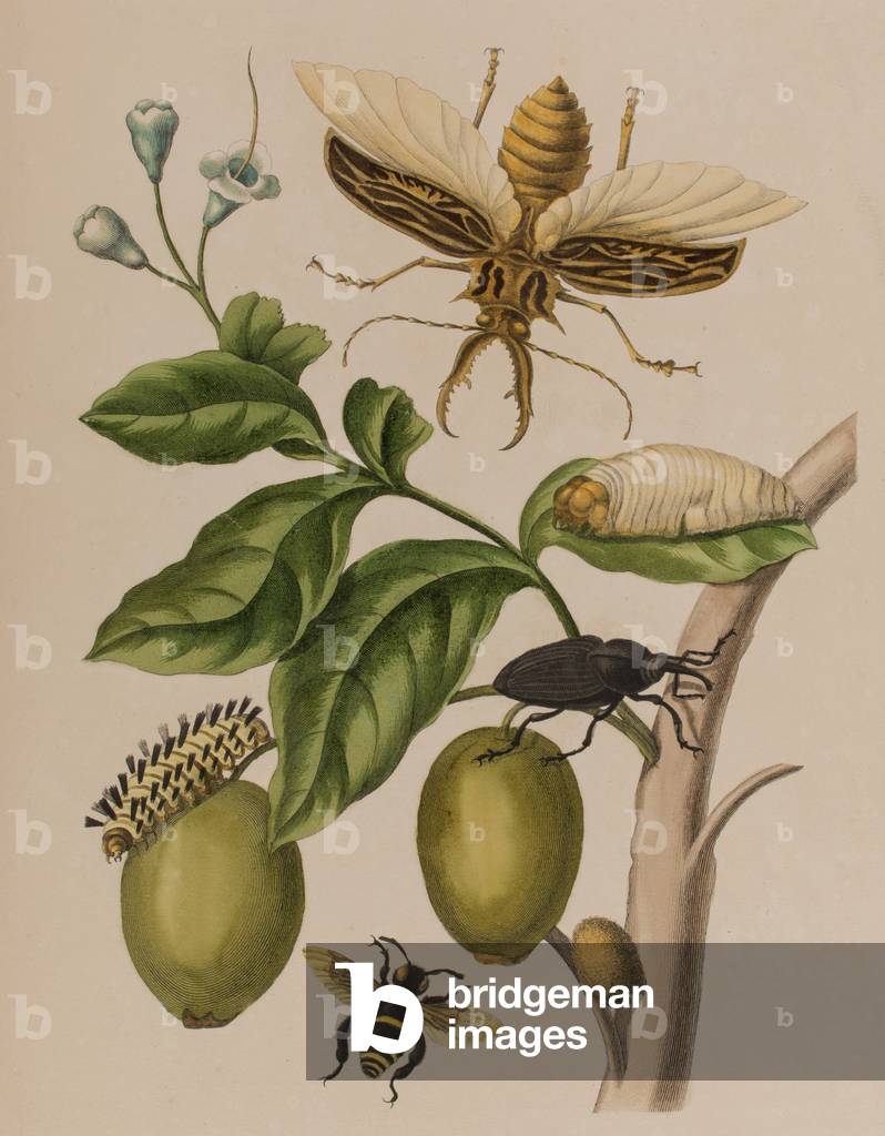 Illustration from 'Metamorphosis insectorum Surinamensium. Ofte Verandering der Surinaamsche Insecten', publis
