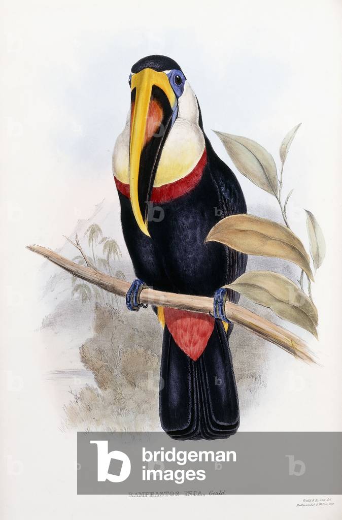 Bild von Druck "Ramphastos Inca (Toucan aus Bolivien)", 1852-1854 von English School
