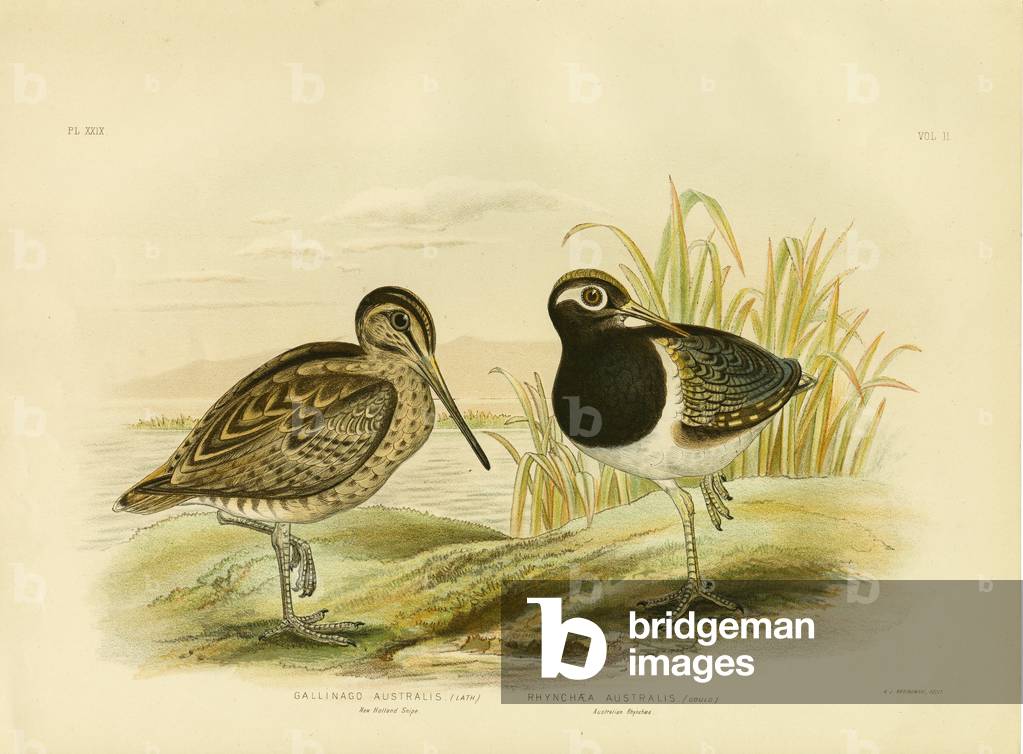 Australian Snipe Or Latham'S Snipe, 1891 (color lito)
