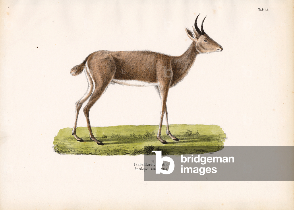 Immagine di Incisione "Steenbok" 1848 di Conrad Kull