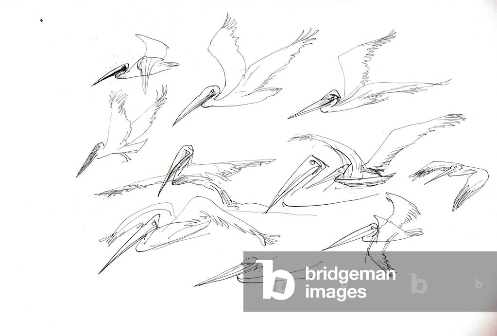 Animals (birds) 23 (drawing)