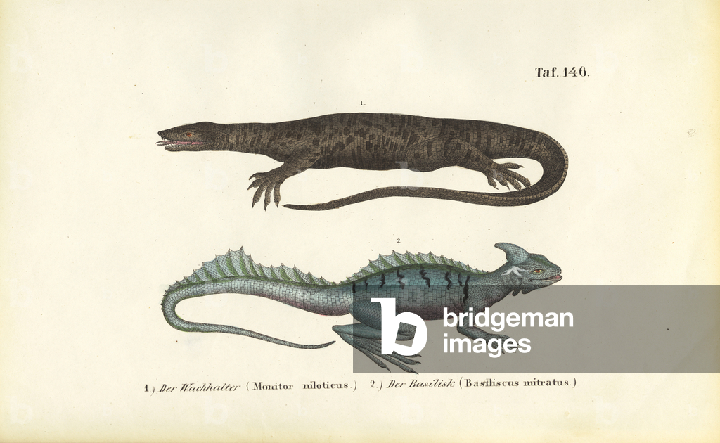 Bild von Gravur "Nilwaran und gefiederter Basilisk" 1850 von J. W. Tenhaeff