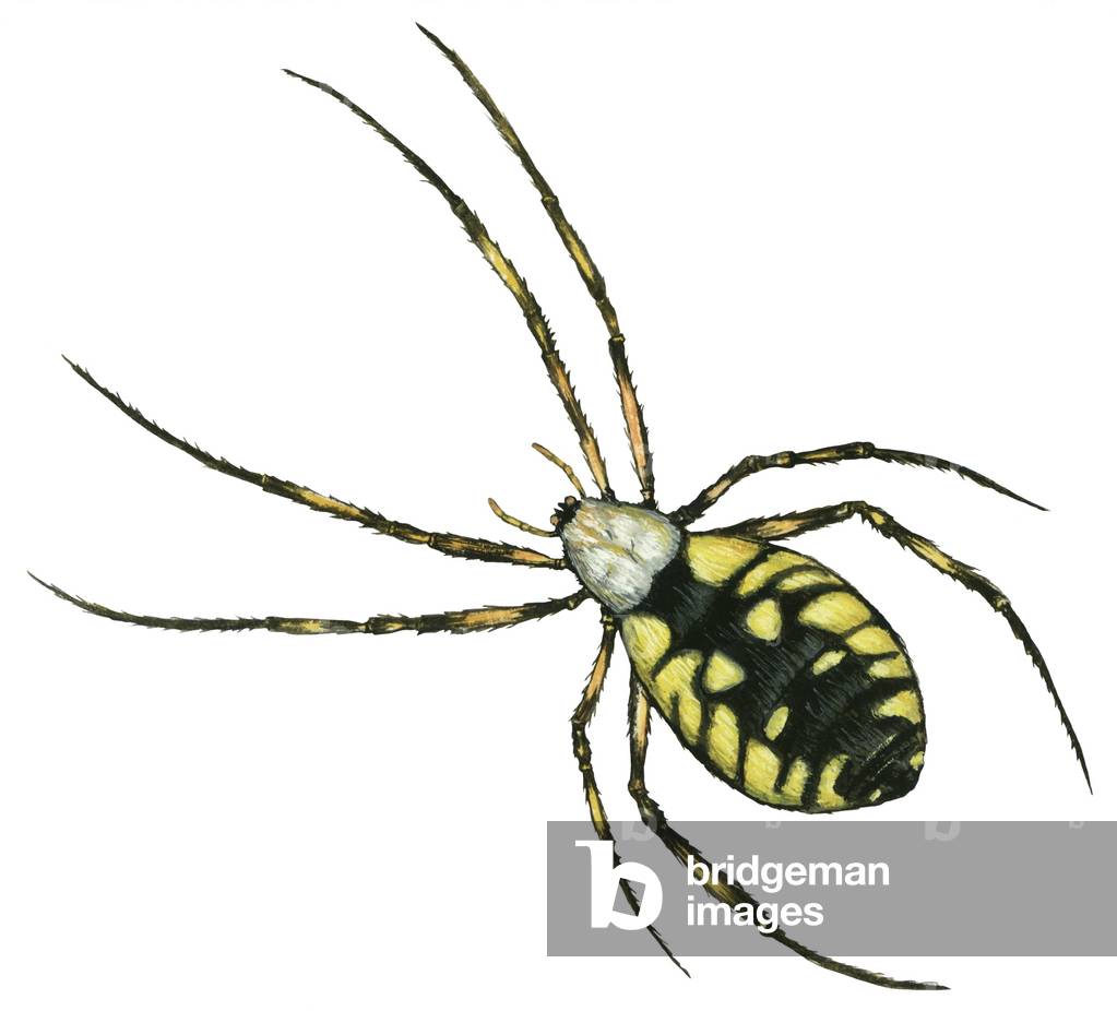 Spiragno del giardino d'oro