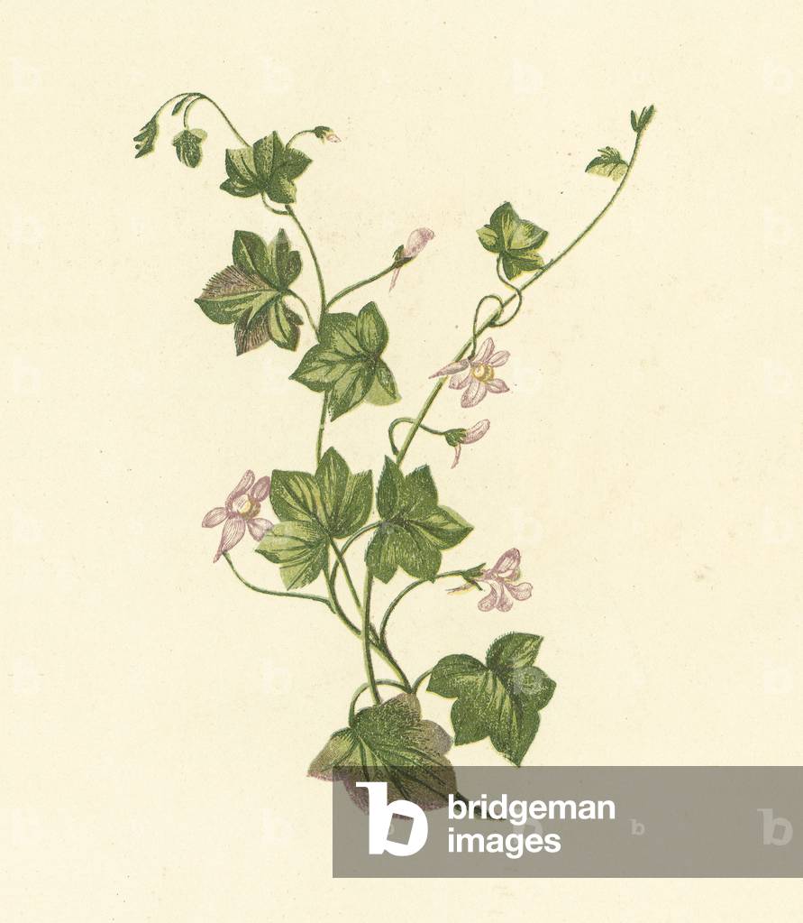 Ivy-Leaved Toadflax, Linaria Cymbalaria (colour litho)