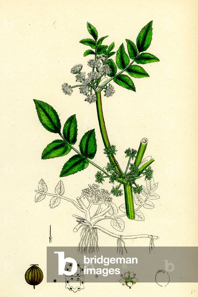 Helosciadium Nodiflorum Procumbent Water-Parsnip