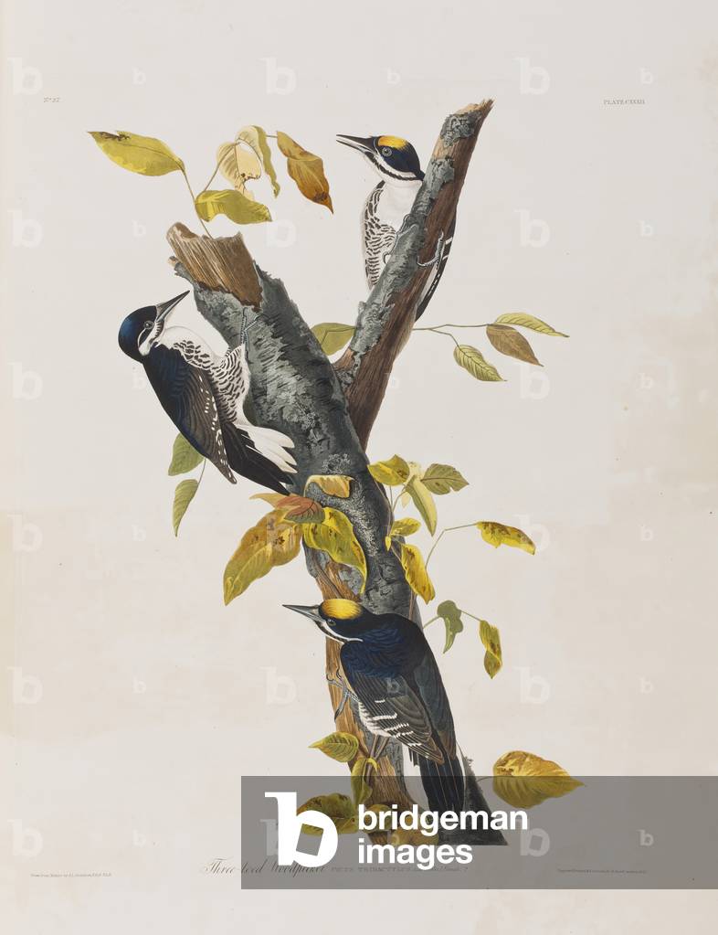 Immagine di Incisione "Illustrazione da 'Birds of America'", 1827-38 di John James Audubon, b/w