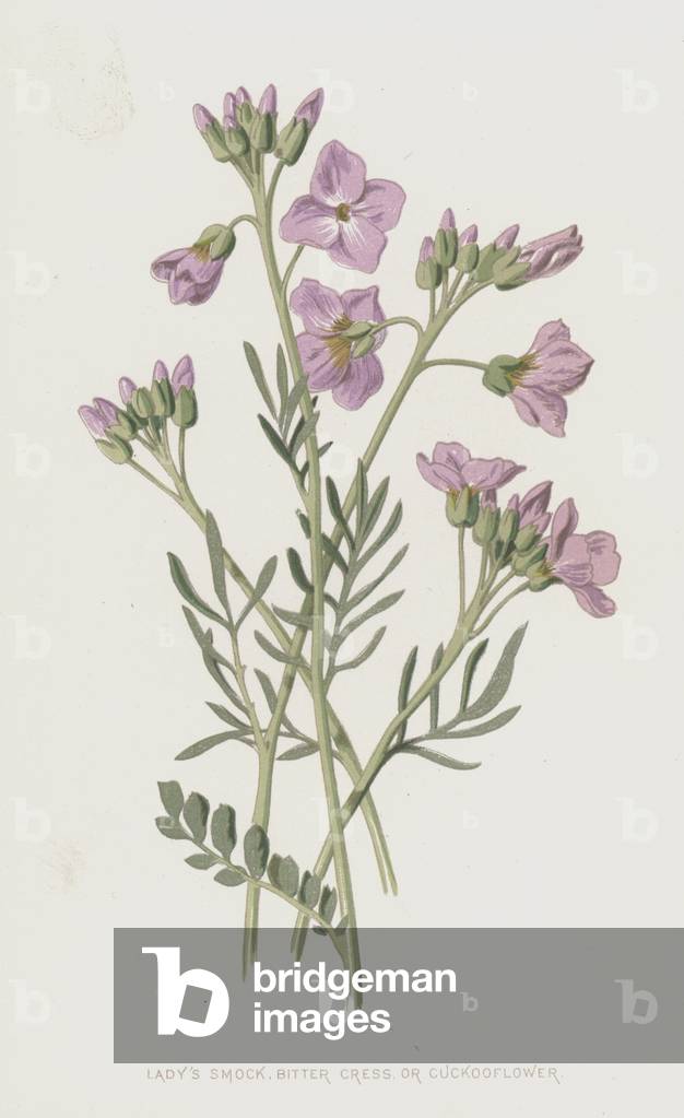 Grembiule della signora, Cress amaro o Cuckooflower (cromolito)