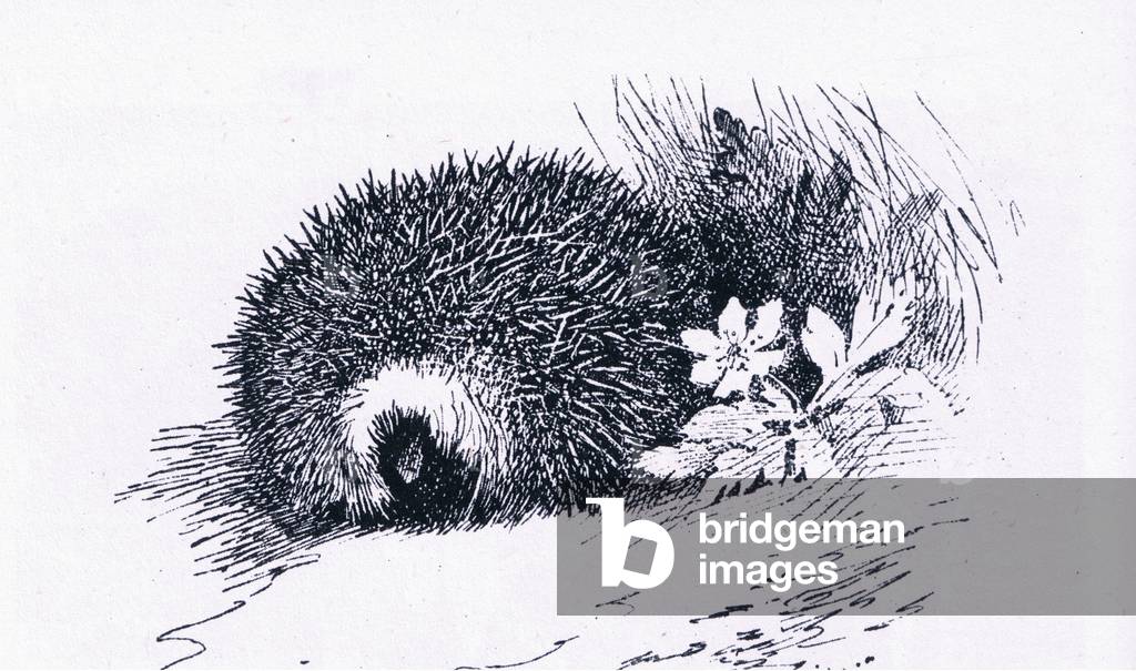Hedgehog, Natura in Gran Bretagna edito da Collins, 1946 (lito)