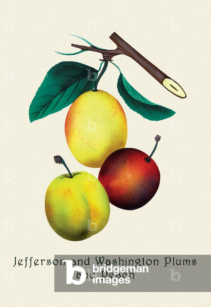 Image of Print depicting Jefferson and Washington Plums and Peach 1911