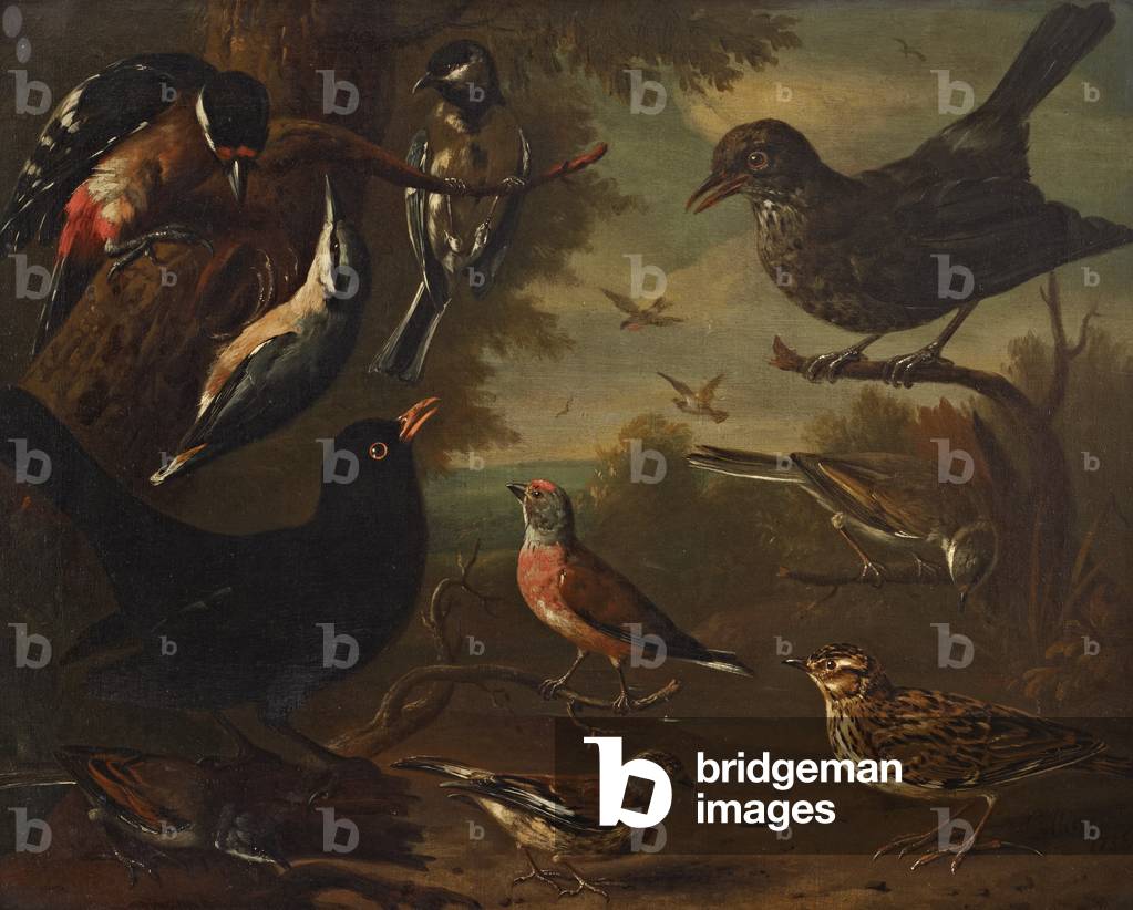 British Birds: Hen Blackbird; Great Tit; Nuthatch; Great Spotted Woodpecker; Cock Whitethroat; Cock Linnet; Co