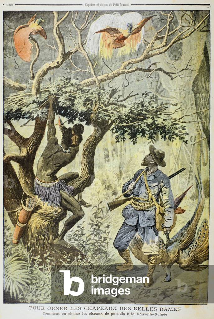 Bild von Druck "Killing Birds of Paradise" 1908 von French School