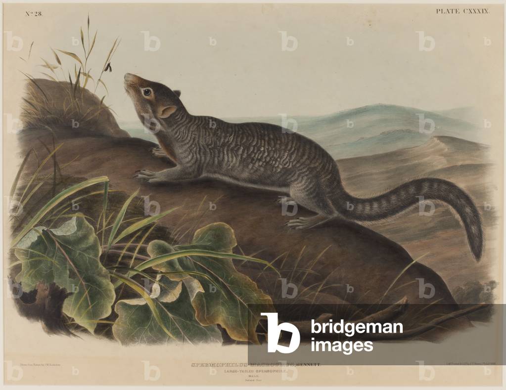 Bild von Druck "Spermophilus Macrourus (Großschwanzhörnchen)", 1848 von John James Audubon, b/w