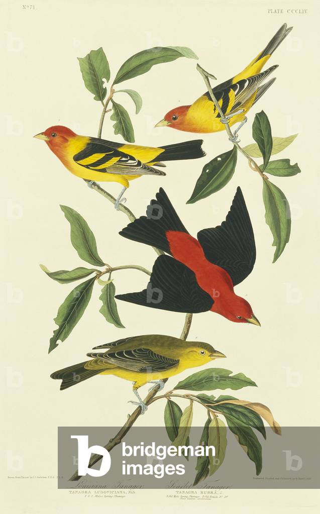 "Piranga ludoviciana" 1827 di John James Audubon