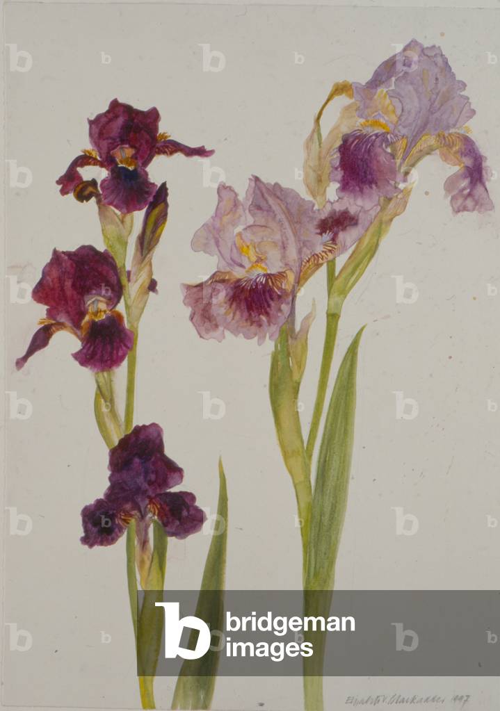 Irises, 1997 (w/c auf Papier)