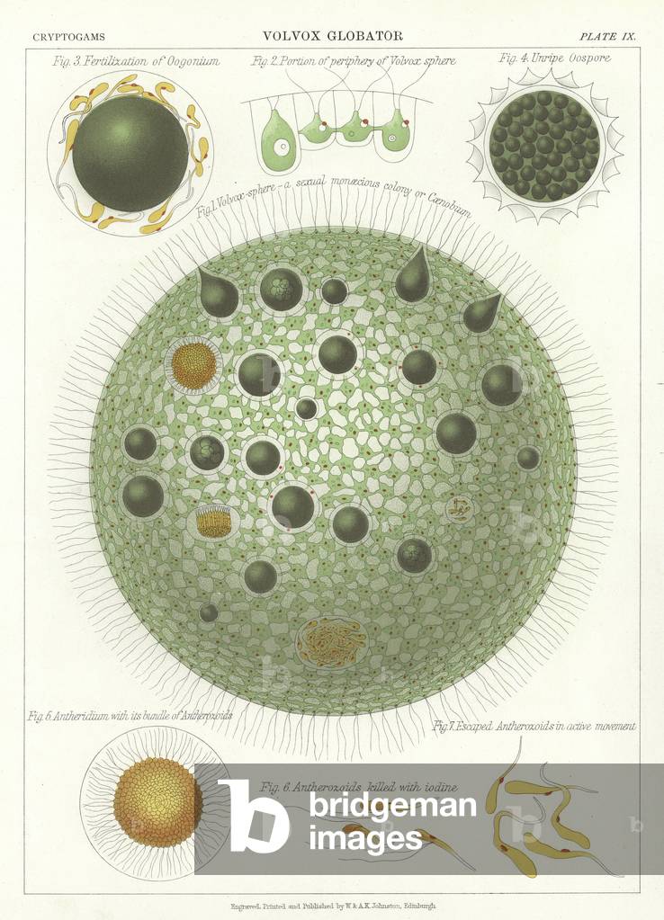 Volvox Globator (color lito)