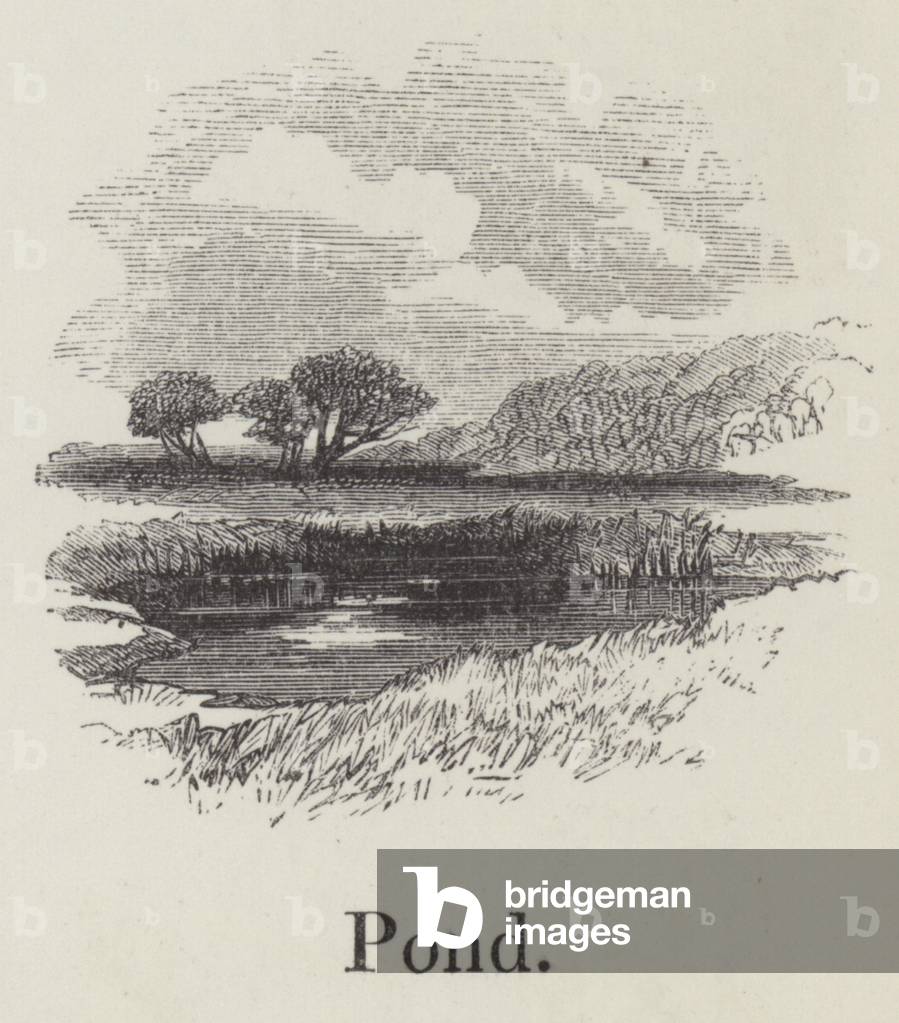 Pond (engraving) by English Artist
