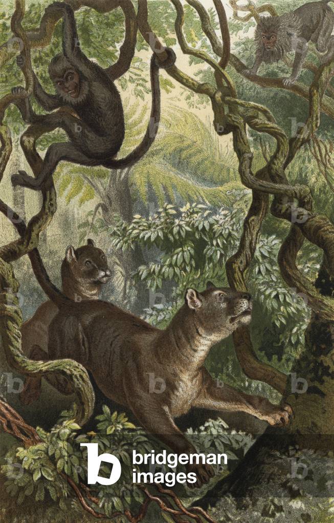 "Puma (chromolito)" di European School