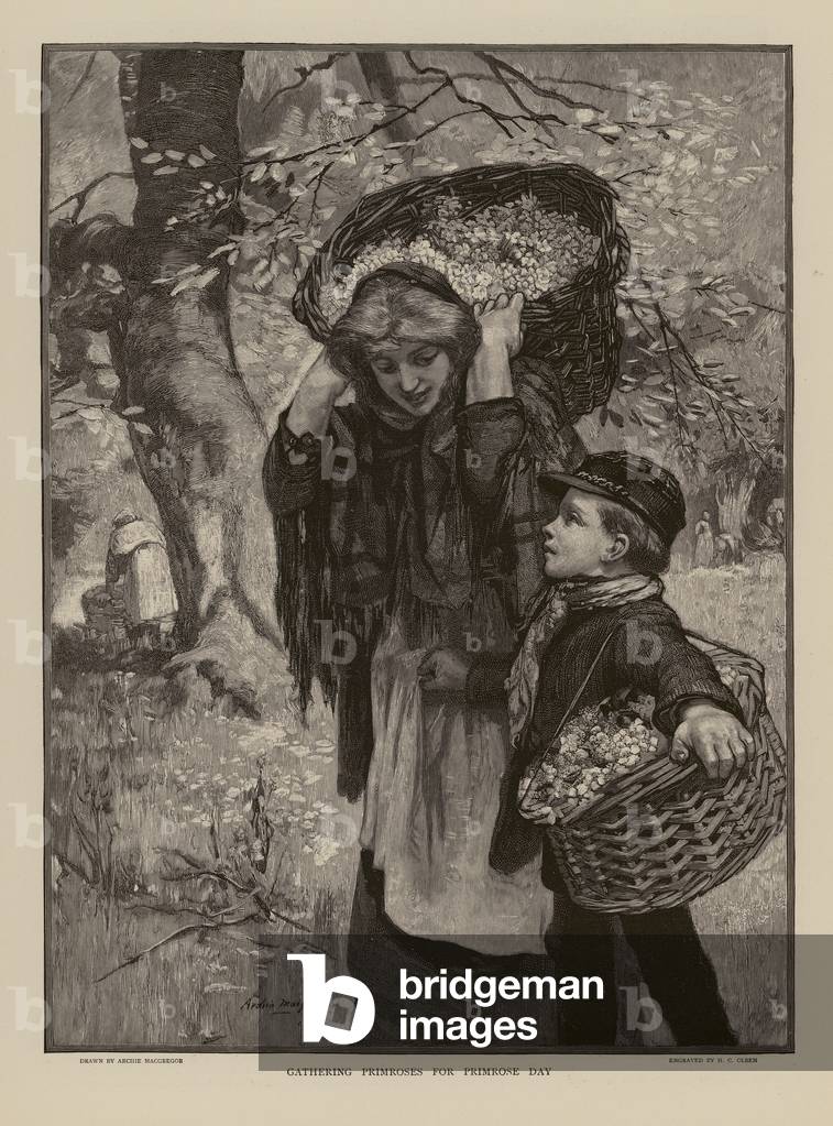 Immagine di Incisione "Raccolta di primule per il Primrose Day (incisione)" di English School