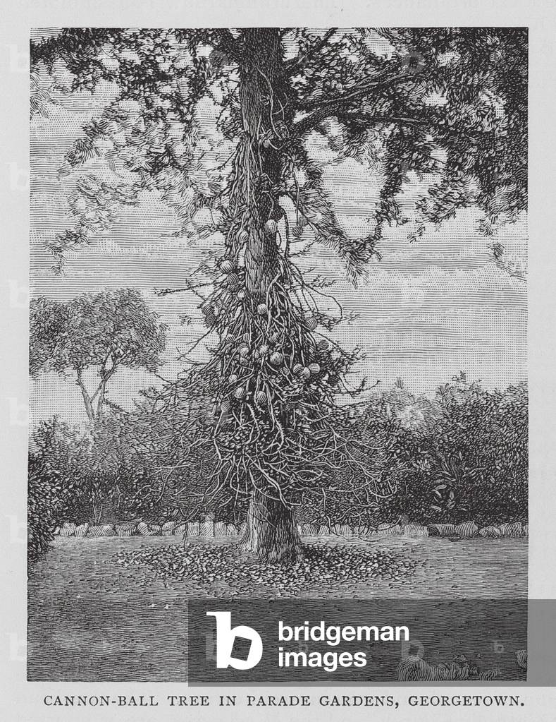 Image of Engraving depicting Canon-Ball Tree in Parade Gardens by English Artist