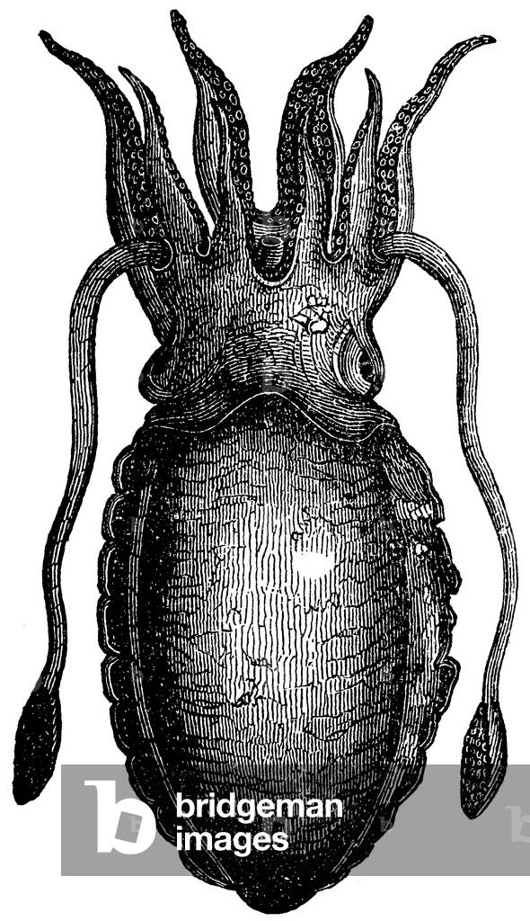 Immagine di Incisione "Calamari", b/w