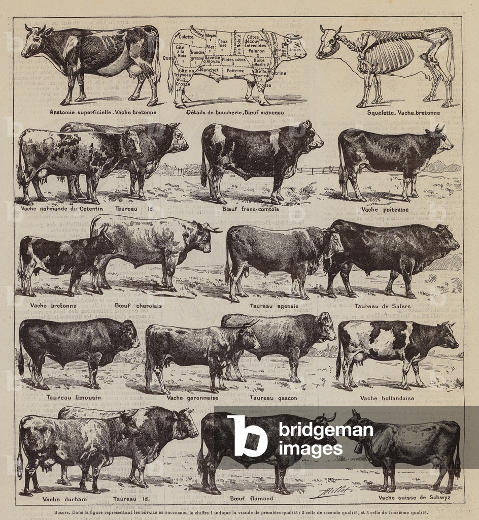 Image of Print depicting Boeufs (litho) 1901 by Adolphe Philippe Millot