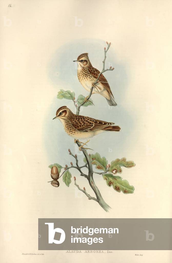 Immagine di Disegno "Lullula arborea" di John Gould