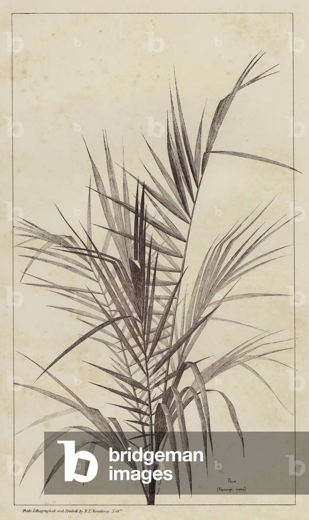 Immagine di Stampa "Palm" di European School
