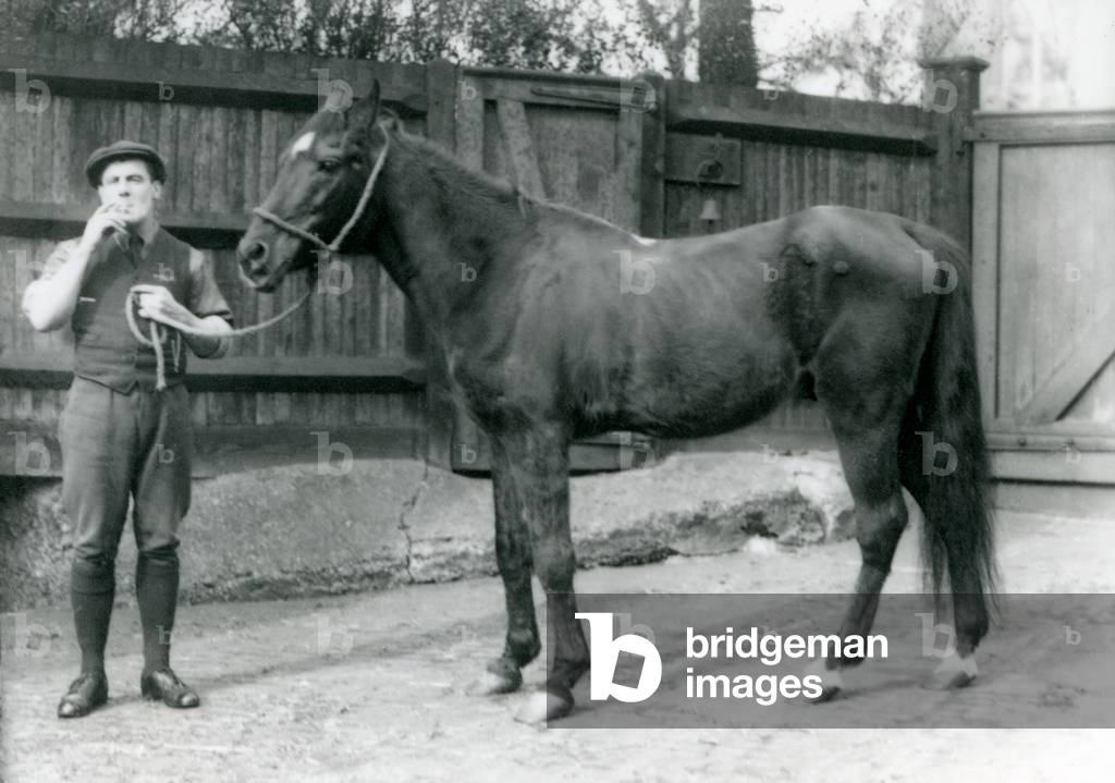 Arab stallion 'Dwarka' with 'Pony' Moore, a horse van driver, London Zoo, 1921  (b/w photo)